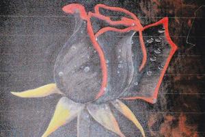 Black Rose