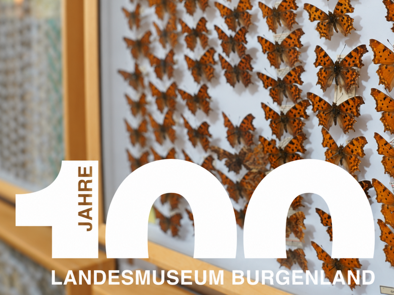 Schmetterlingssammlung in der Ausstellung im Leinner-Haus Eisenstadt
