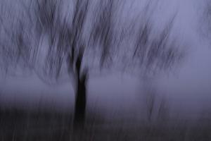 Baum – Fotokohlezeichnung