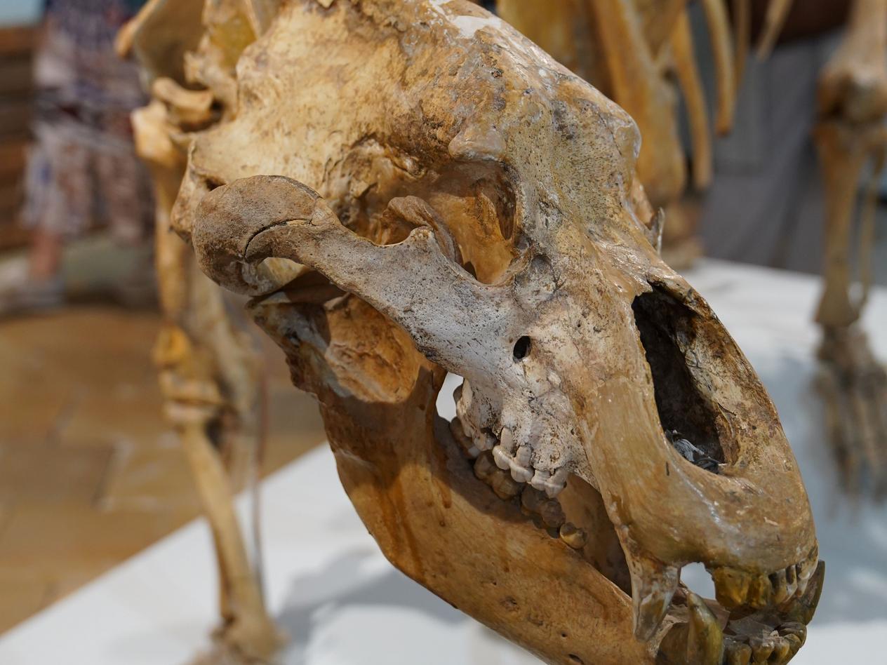 Höhlenbär in der Ausstellung im Leinner-Haus Eisenstadt