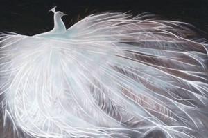Weißer Pfau