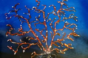 Save Coral Reefs II