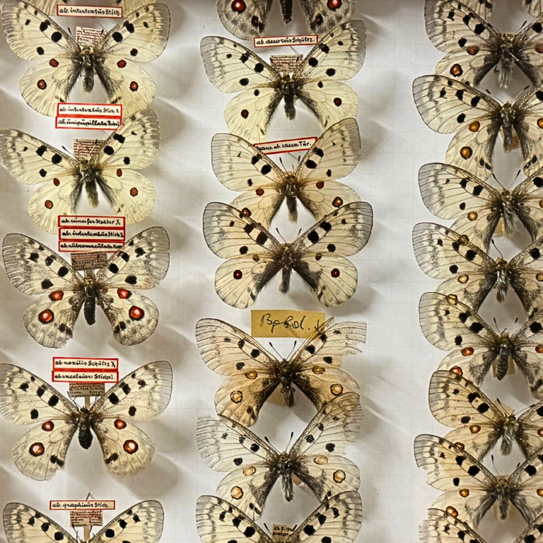 Schmetterlinge