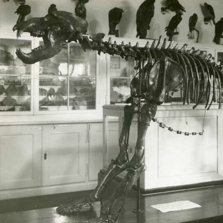 Höhlenbär im damaligen Ausstellungsraum des Landesmuseums, s/w, optimiert
