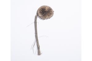 skeins of broken life #5