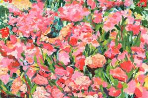 Blühender Oleander